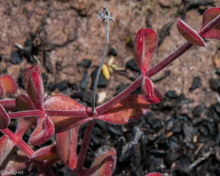 Image of Crassula atropurpurea (Haw.) D. Dietr.