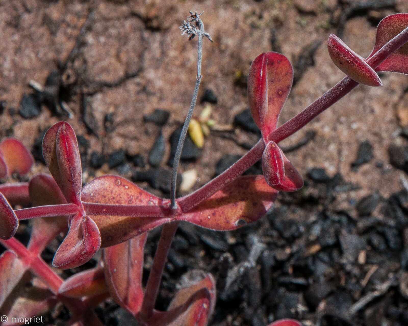 Слика од Crassula atropurpurea (Haw.) D. Dietr.