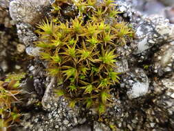 Image of rigid didymodon moss