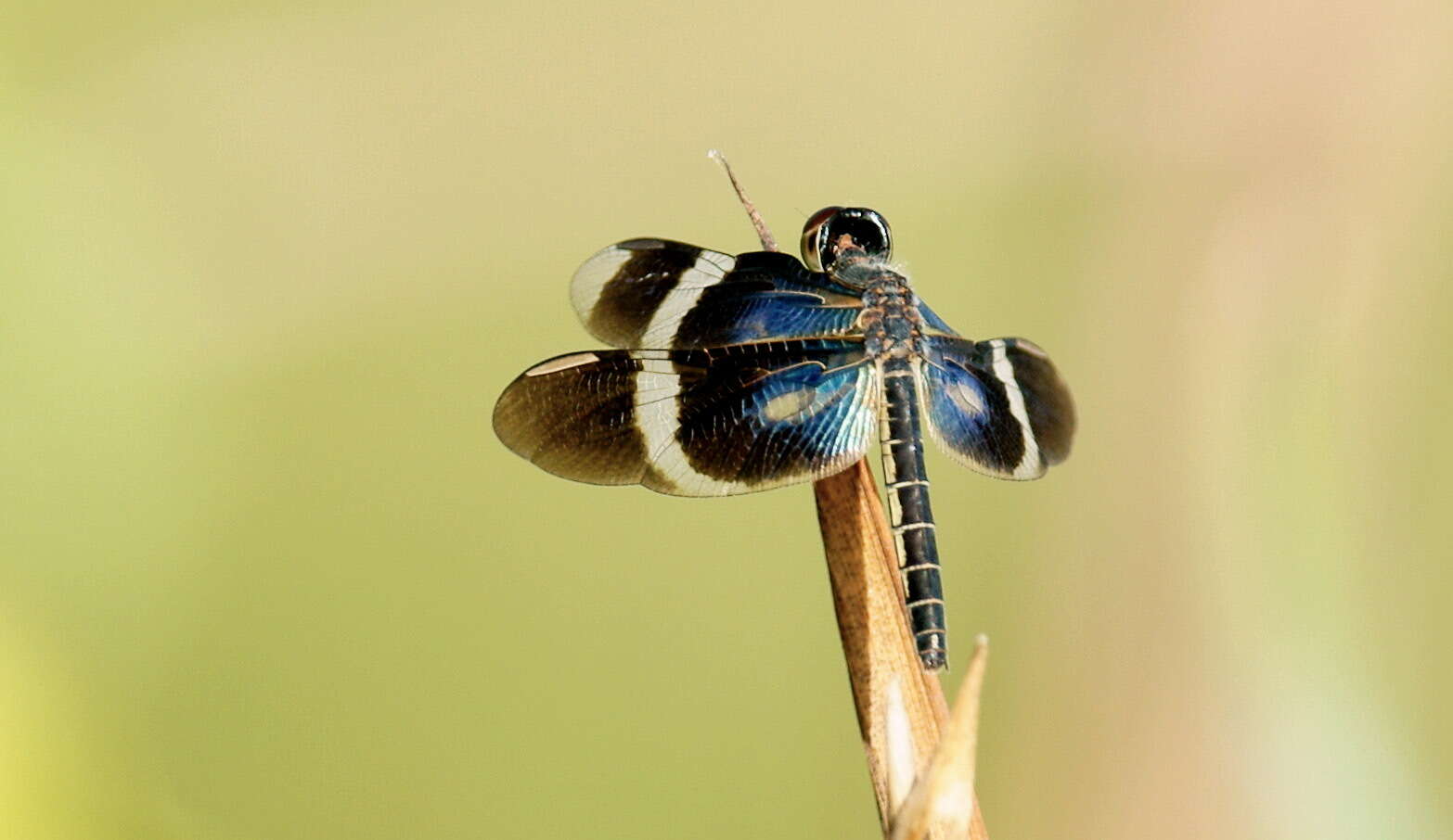 Image of Zenithoptera viola Ris 1910