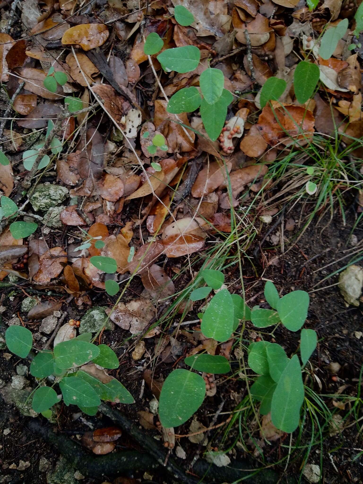 Imagem de Desmodium psilophyllum Schltdl.