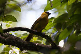 Plancia ëd Caryothraustes canadensis (Linnaeus 1766)