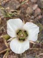 Image of Howell's mariposa lily