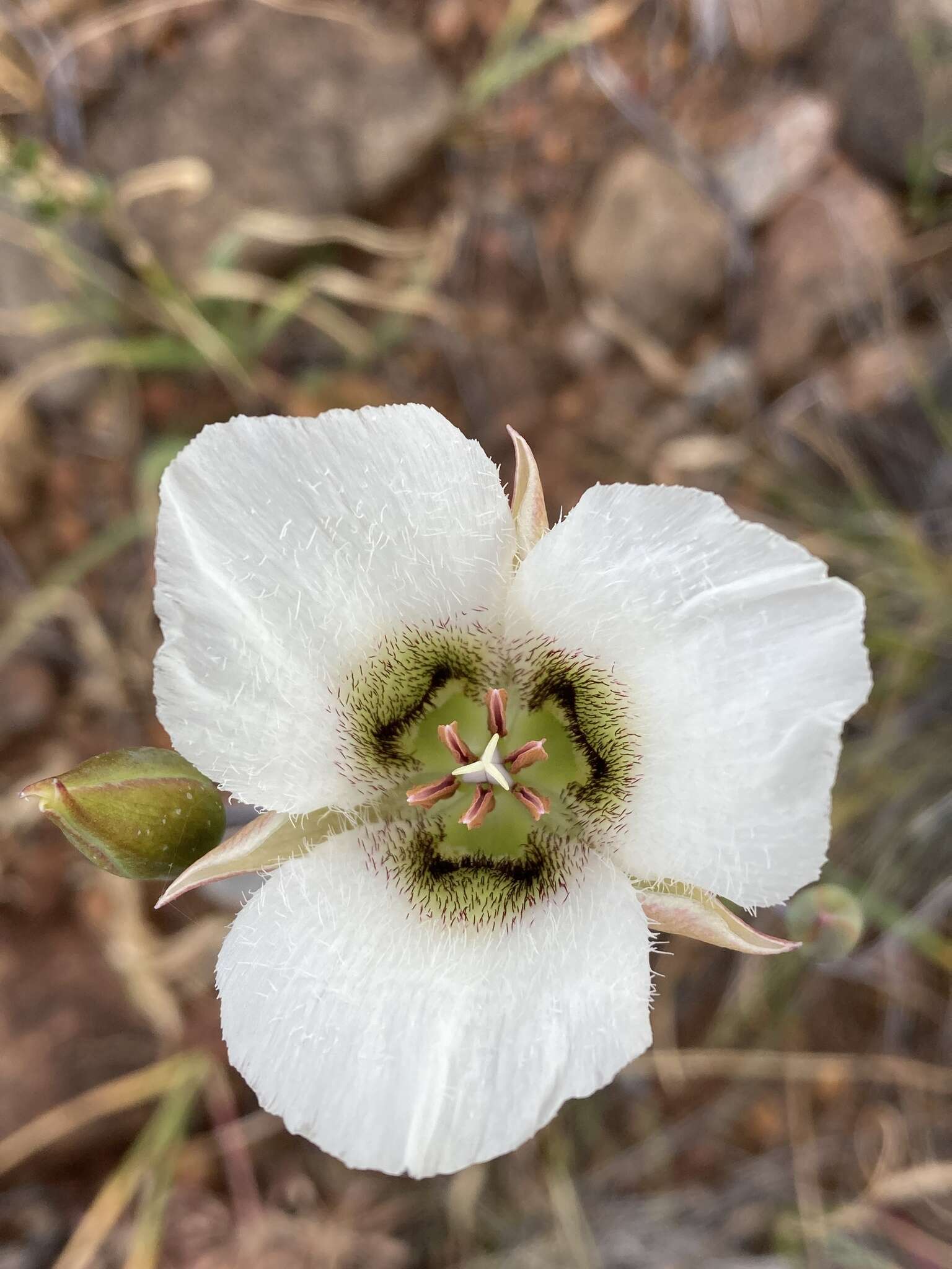 Image of Howell's mariposa lily