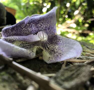 Слика од Paulownia taiwaniana T. W. Hu & H. J. Chang