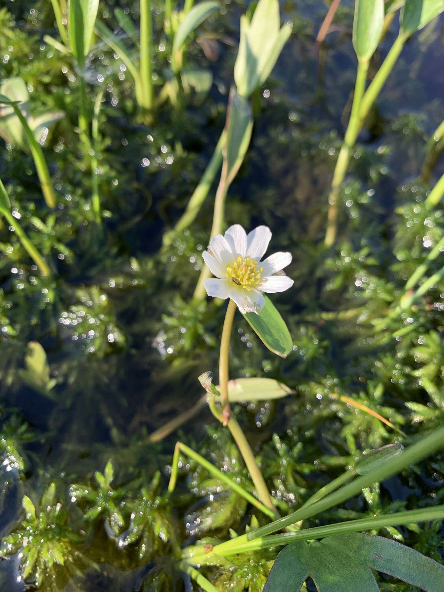 Ranunculus pallasii Schltdl.的圖片