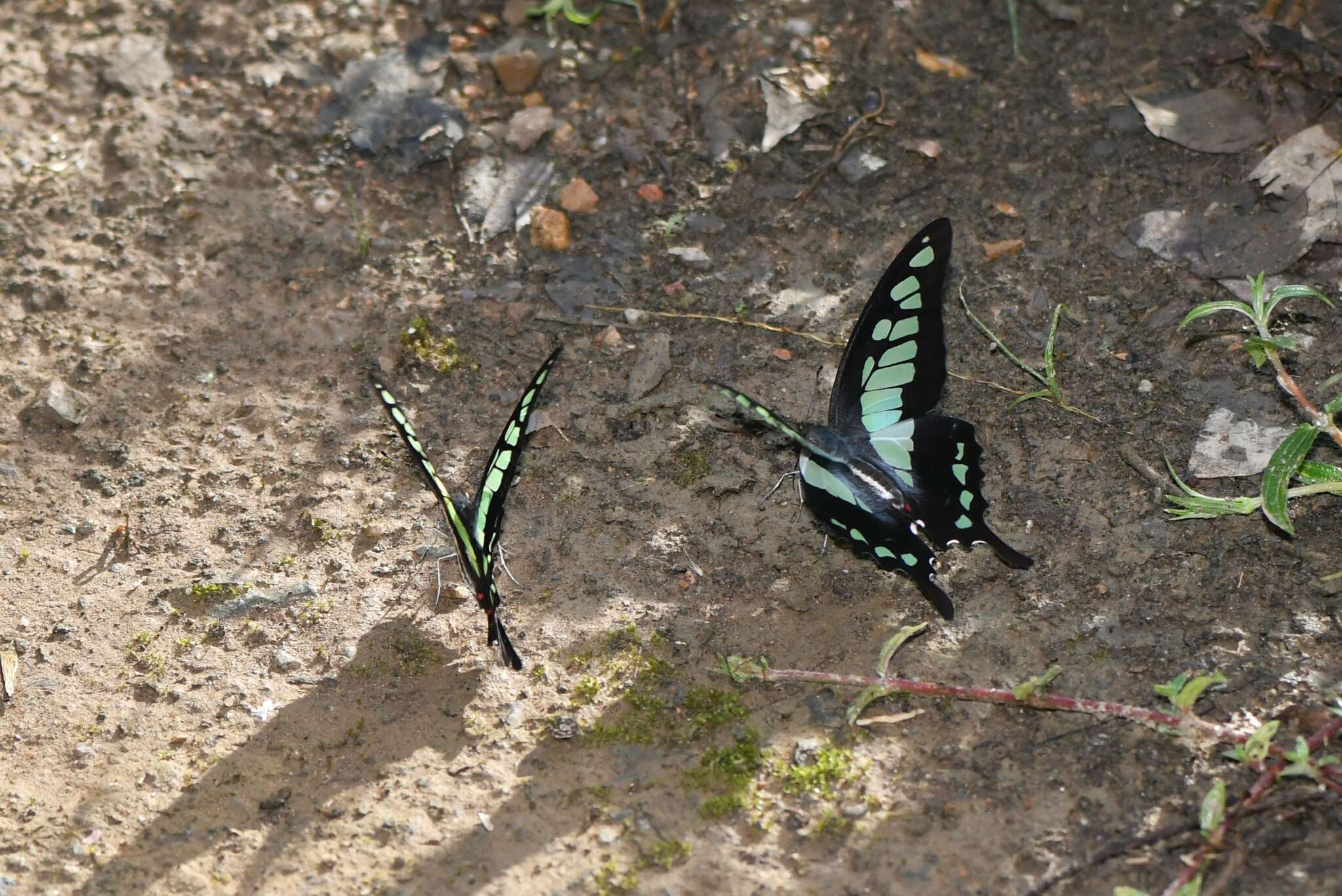 Слика од Graphium cloanthus Westwood 1841