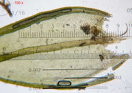 Image of schistidium moss