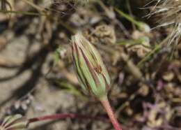 Image of grassland silverpuffs