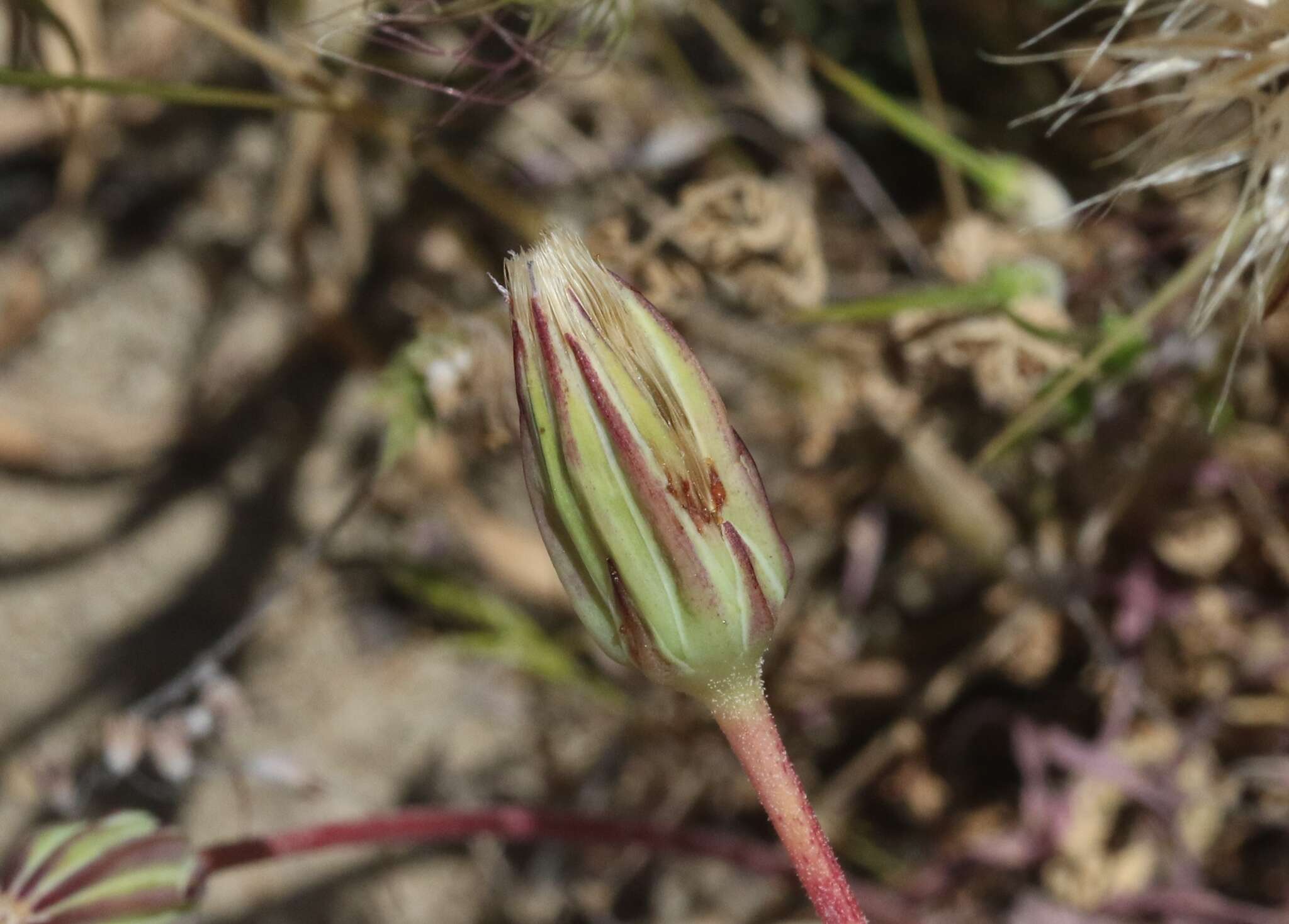 Image of grassland silverpuffs