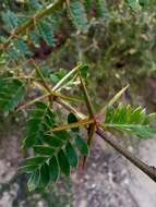 Imagem de Plectrocarpa rougesii Descole, O'Donell & Lourteig