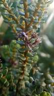 Image of Olearia nummularifolia Hook. fil.