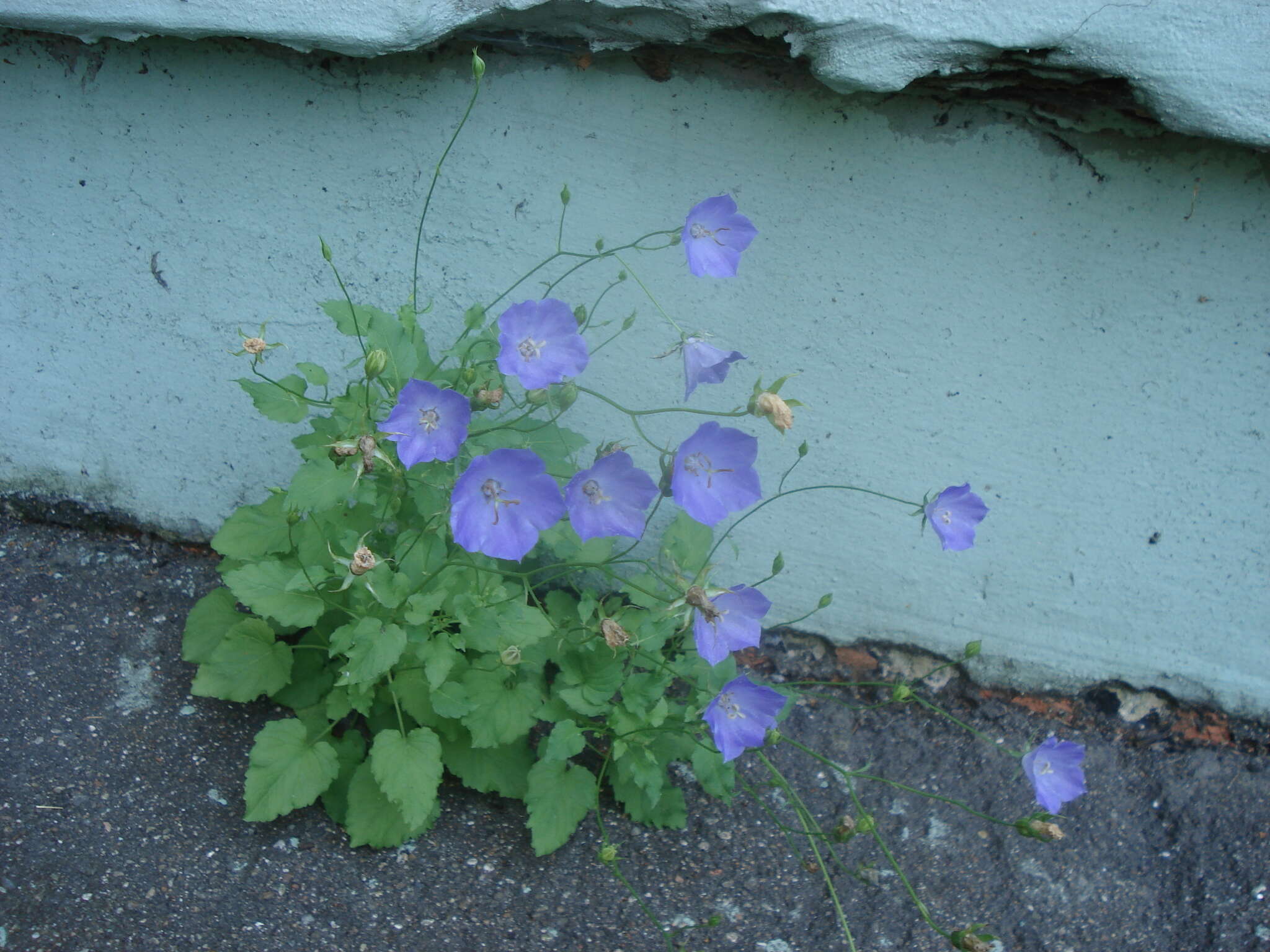 Image of tussock bellflower