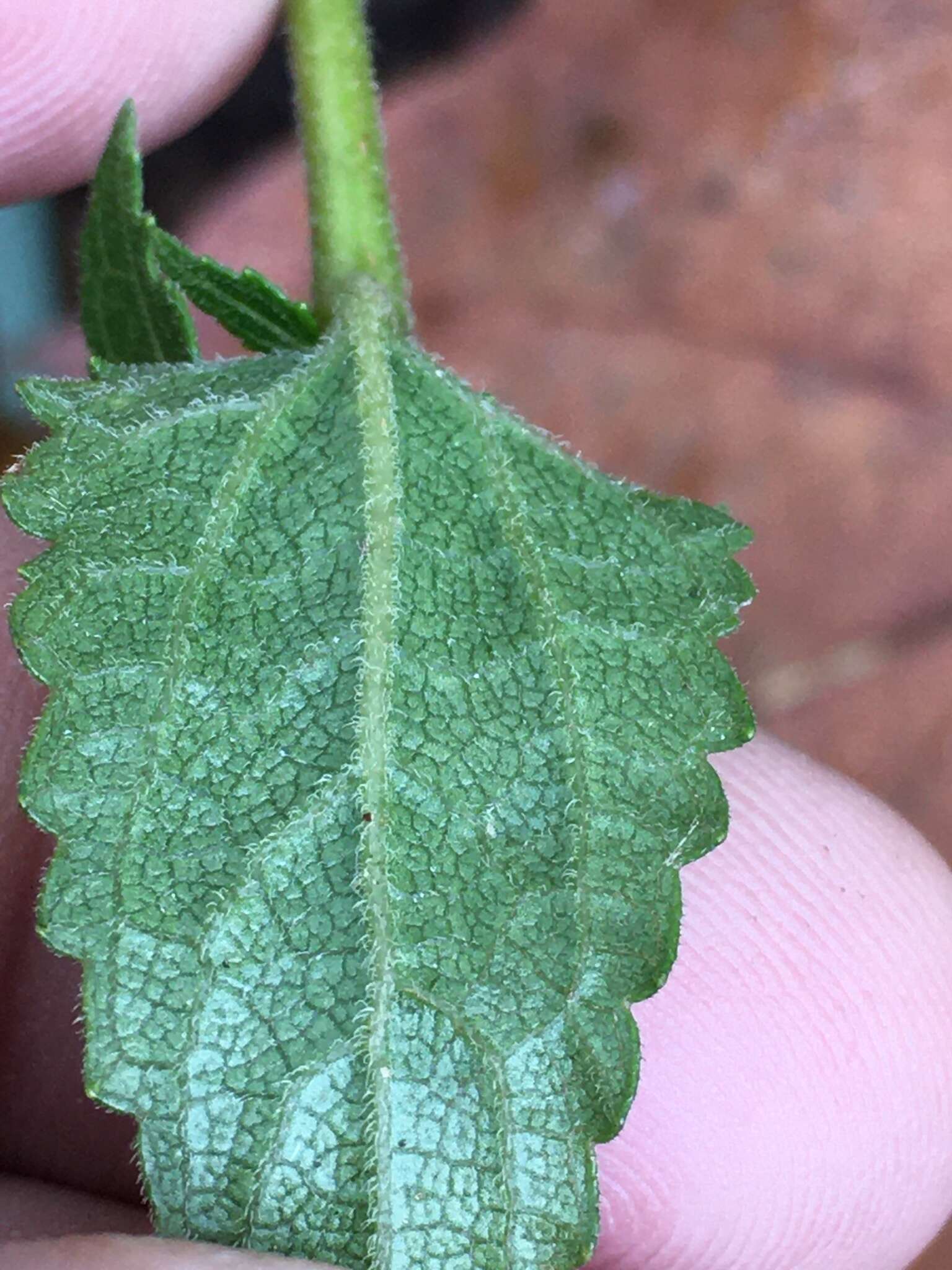 Imagem de Ageratina aromatica (L.) Spach