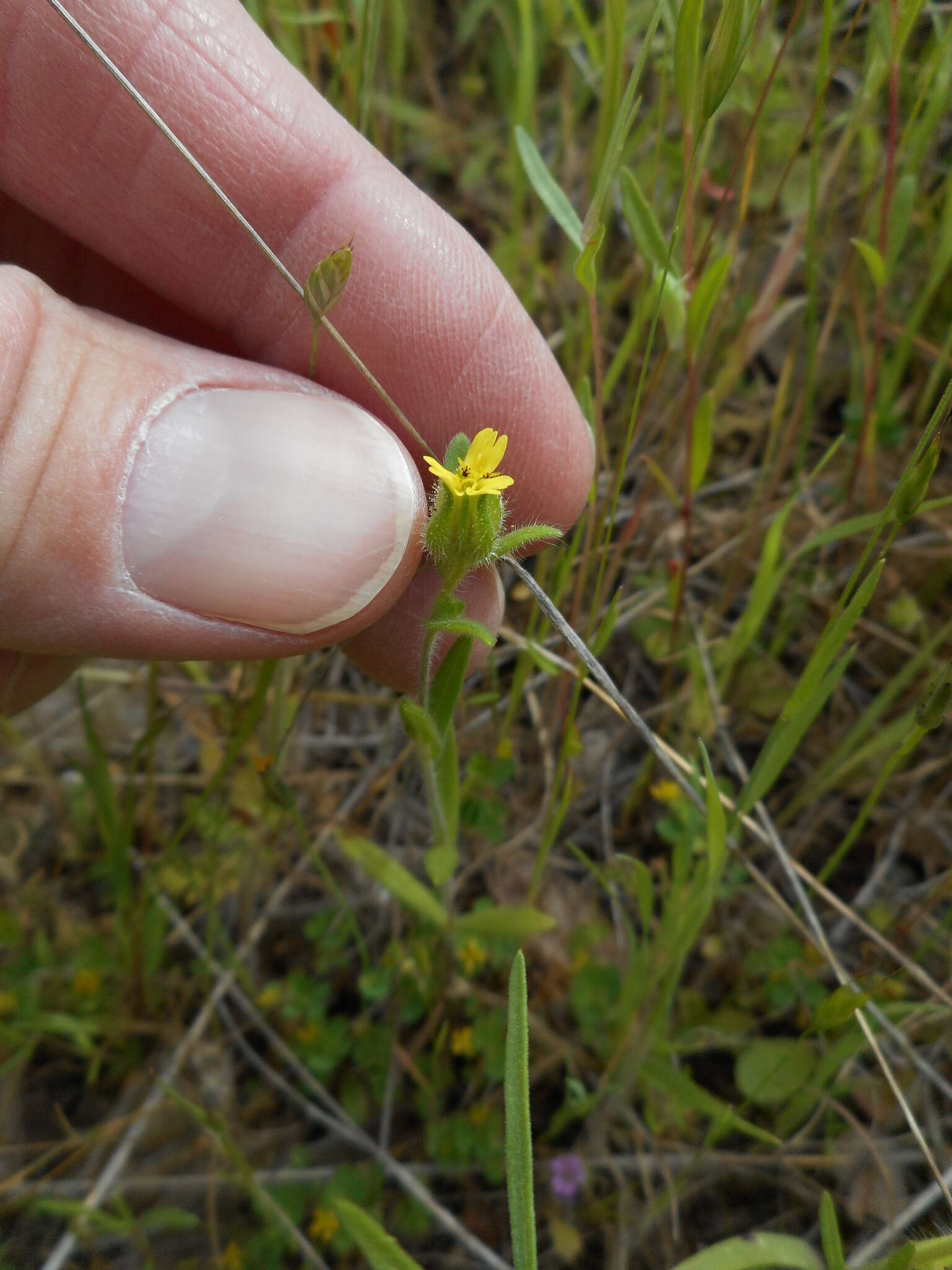 Слика од Madia gracilis (Sm.) Keck & J. Clausen ex Applegate