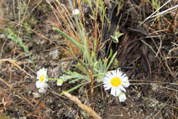 Image de Erigeron pumilus Nutt.