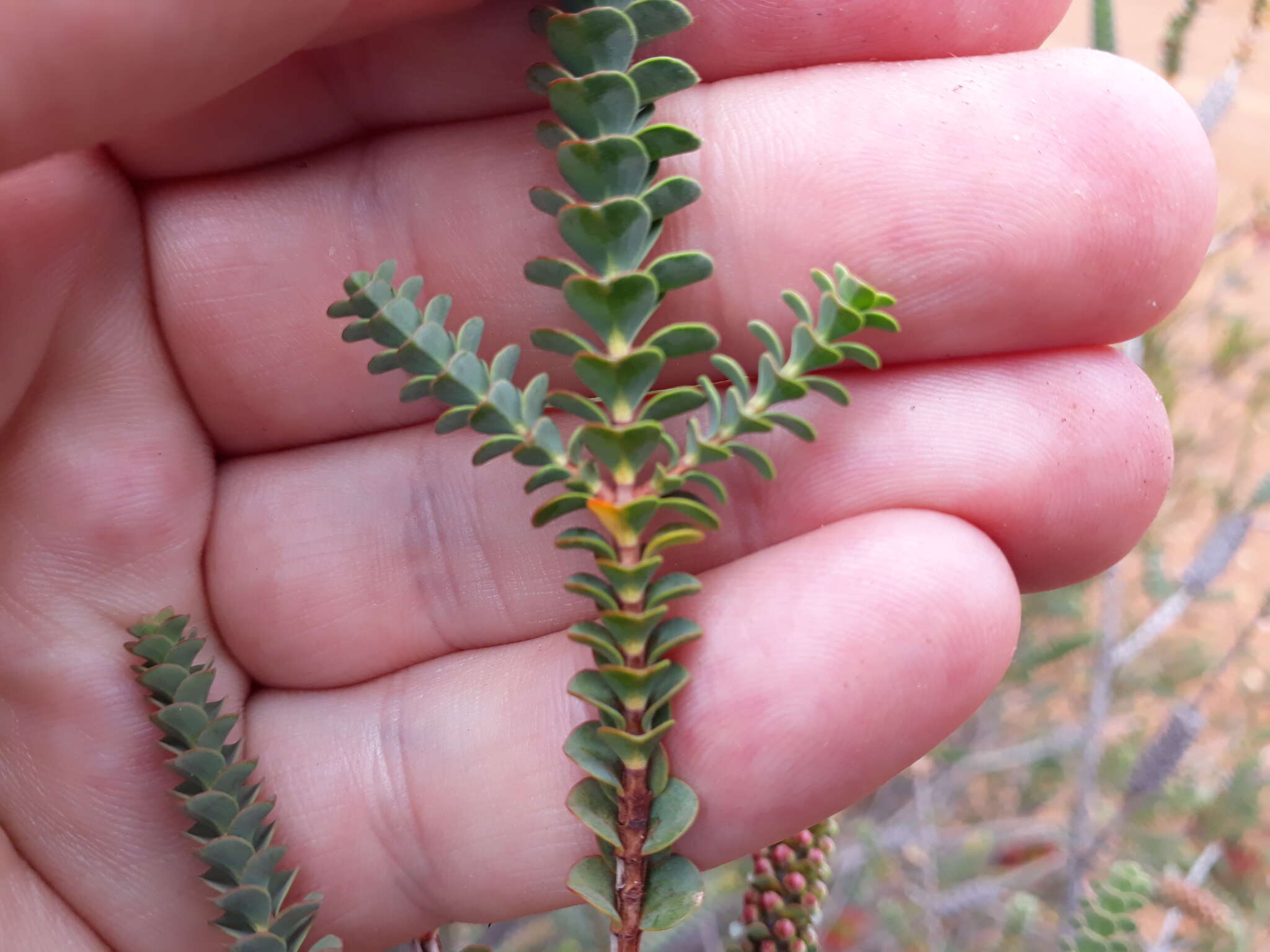 Image of Melaleuca orbifolia (F. Müll.) Craven & R. D. Edwards