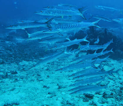 Image of Blackfin barracuda