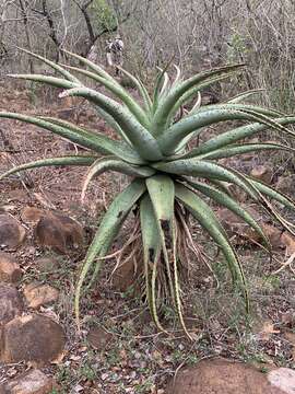 Image of Aloe marlothii subsp. marlothii