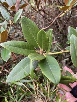 صورة Rhododendron hyperythrum Hayata