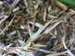 Image of hedge bamboo