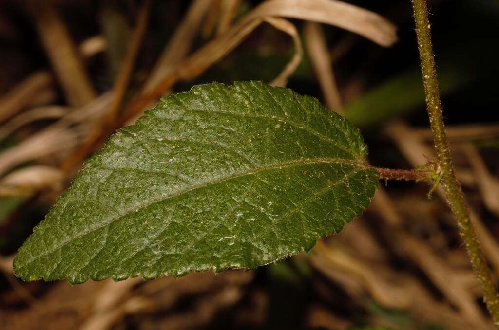 Image of Triumfetta angolensis Sprague & Hutchinson