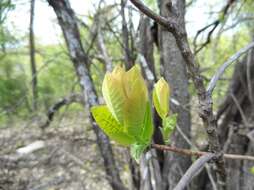 Imagem de Cotinus obovatus Raf.