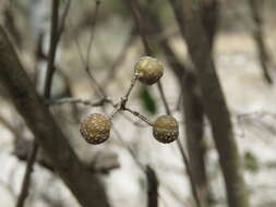 Image of Trichilia trifolia L.