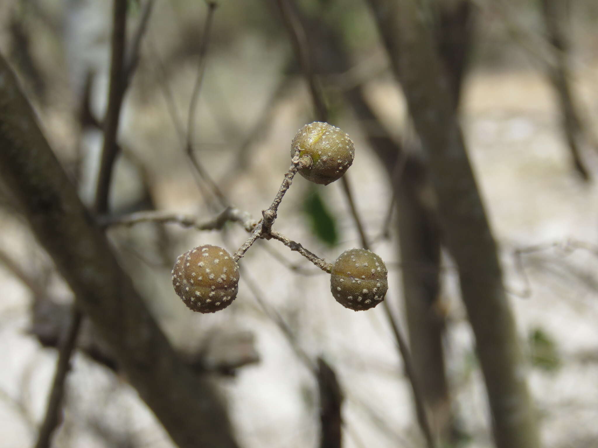 Image de Trichilia trifolia L.