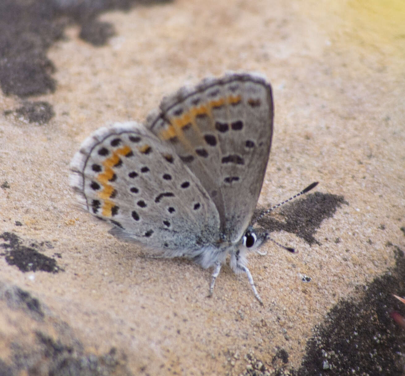 Image of Euphilotes spaldingi (Barnes & McDunnough 1917)