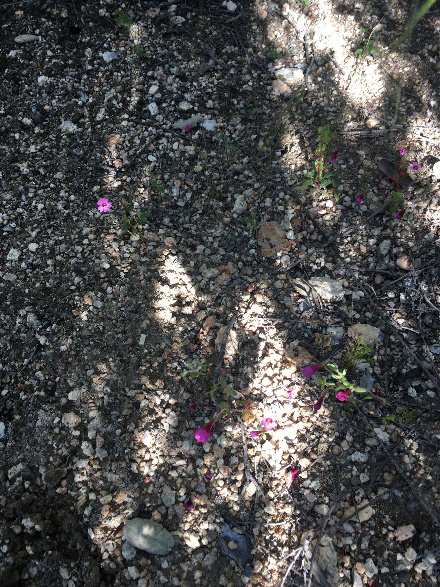 Image of Palomar monkeyflower