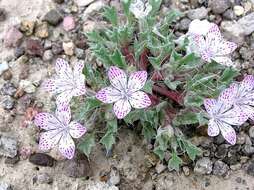 Image of Great Basin langloisia