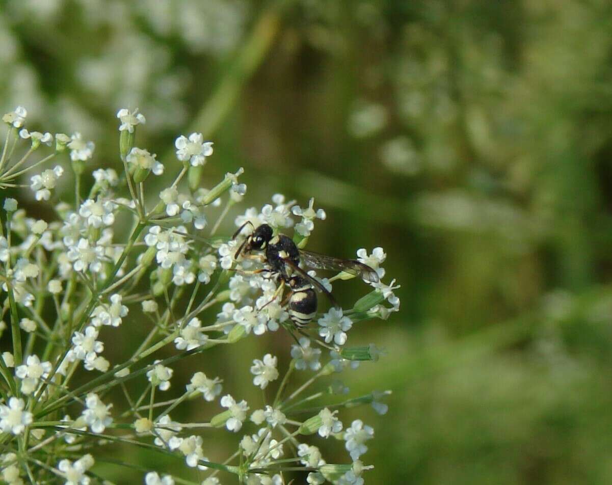 Sivun Jucancistrocerus jucundus (Mocsary 1883) kuva