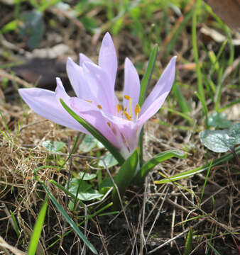 Image of Colchicum trigynum (Steven ex Adam) Stearn