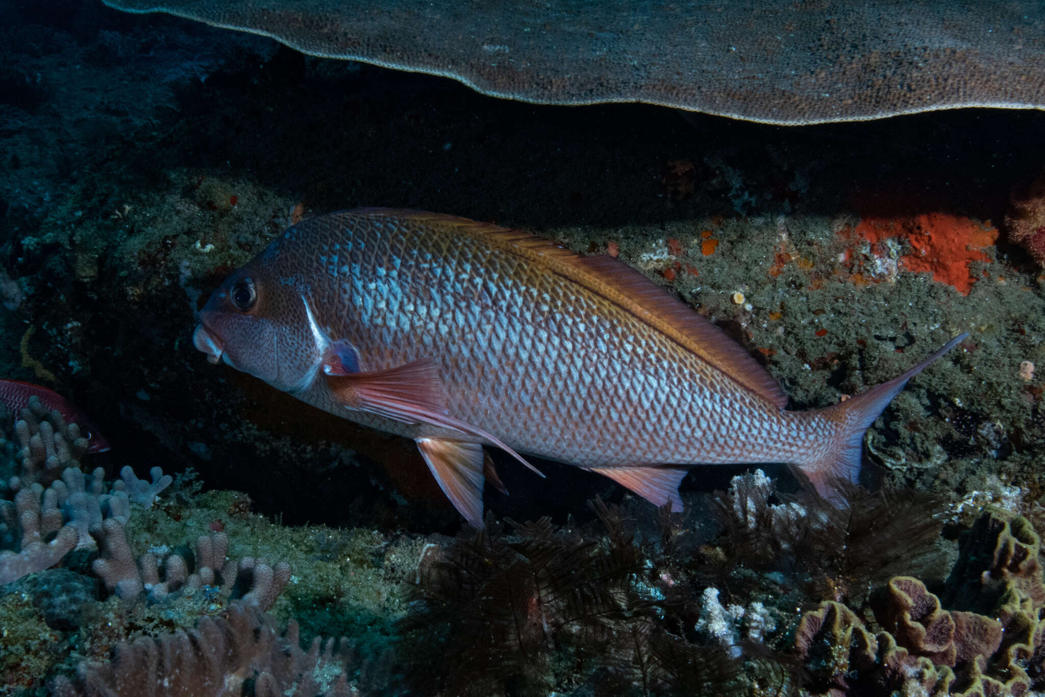 Image of Natal fingerfin