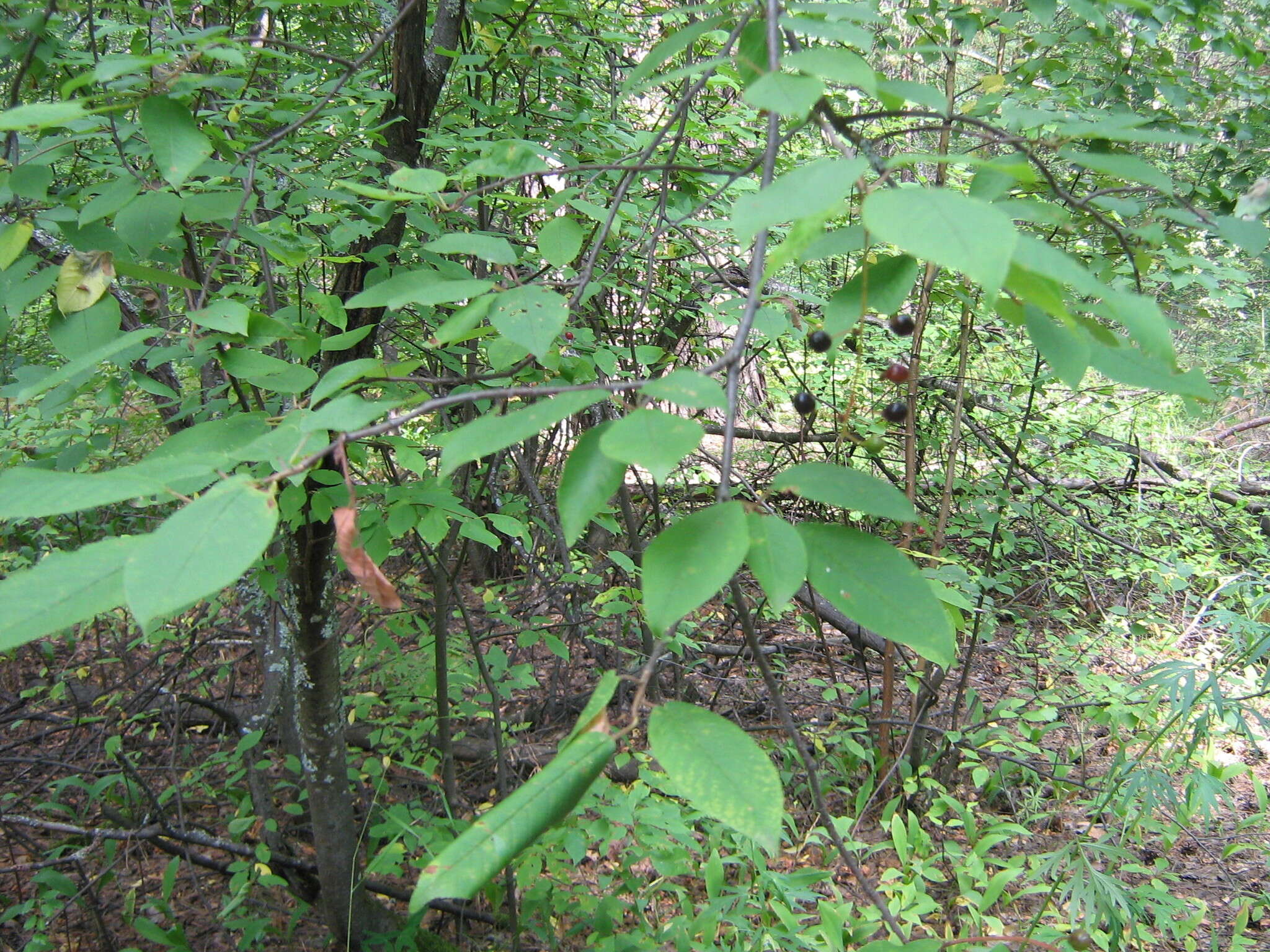 Prunus padus L. resmi