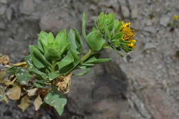 Sivun Encelia densifolia C. Clark & D. W. Kyhos kuva