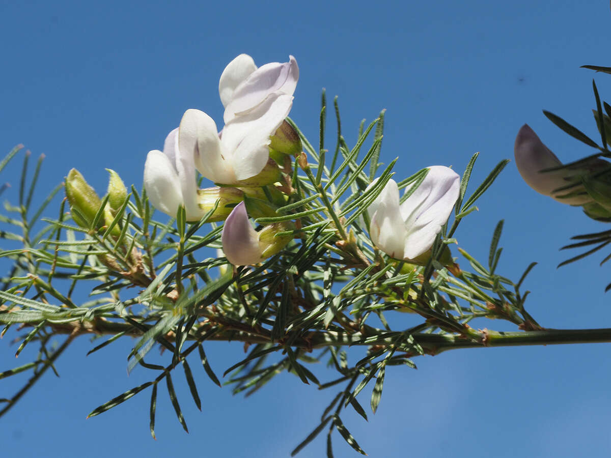 Image of Psoralea odoratissima Jacq.