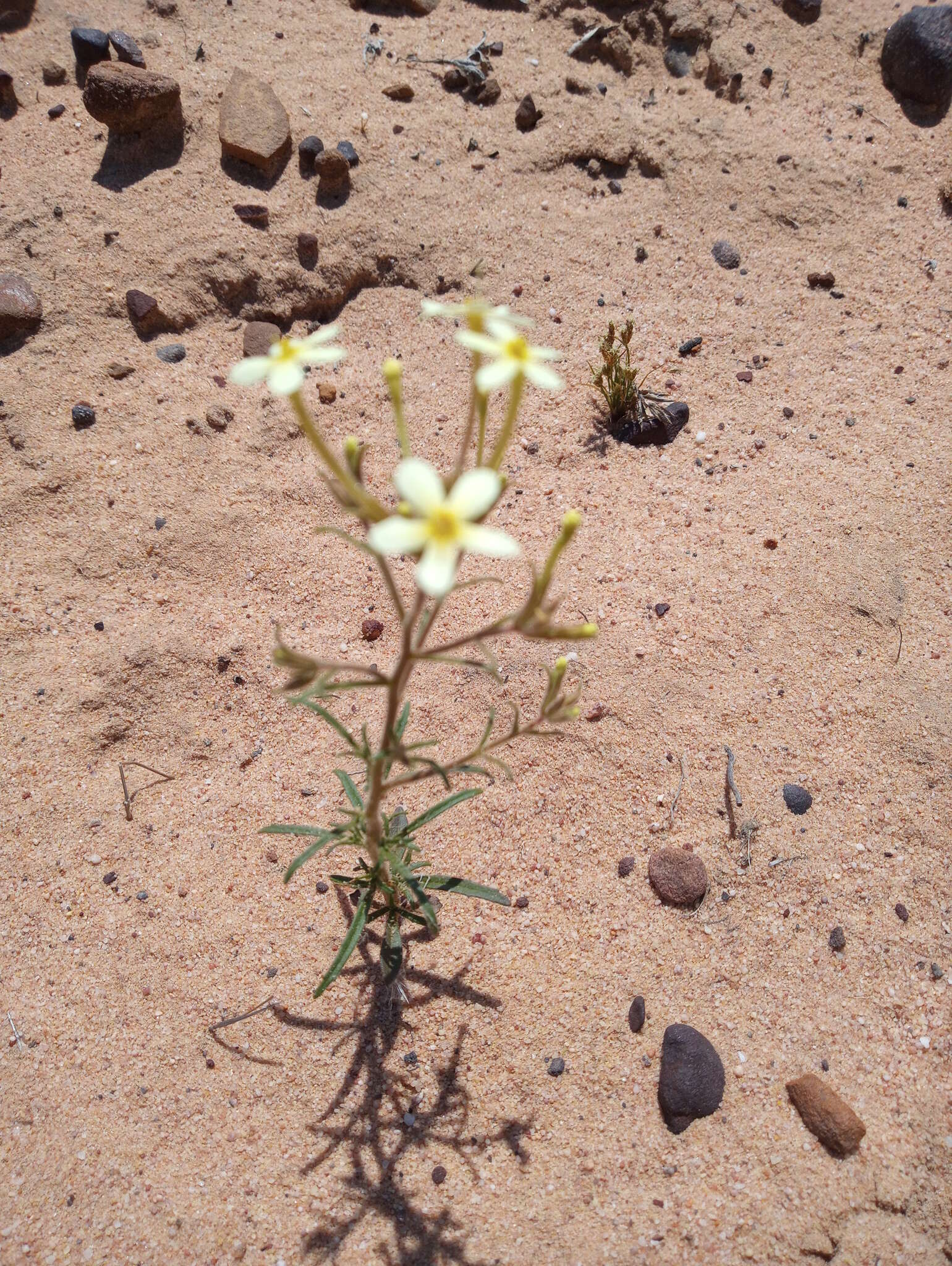 Image of Polycarena batteniana O. M. Hilliard