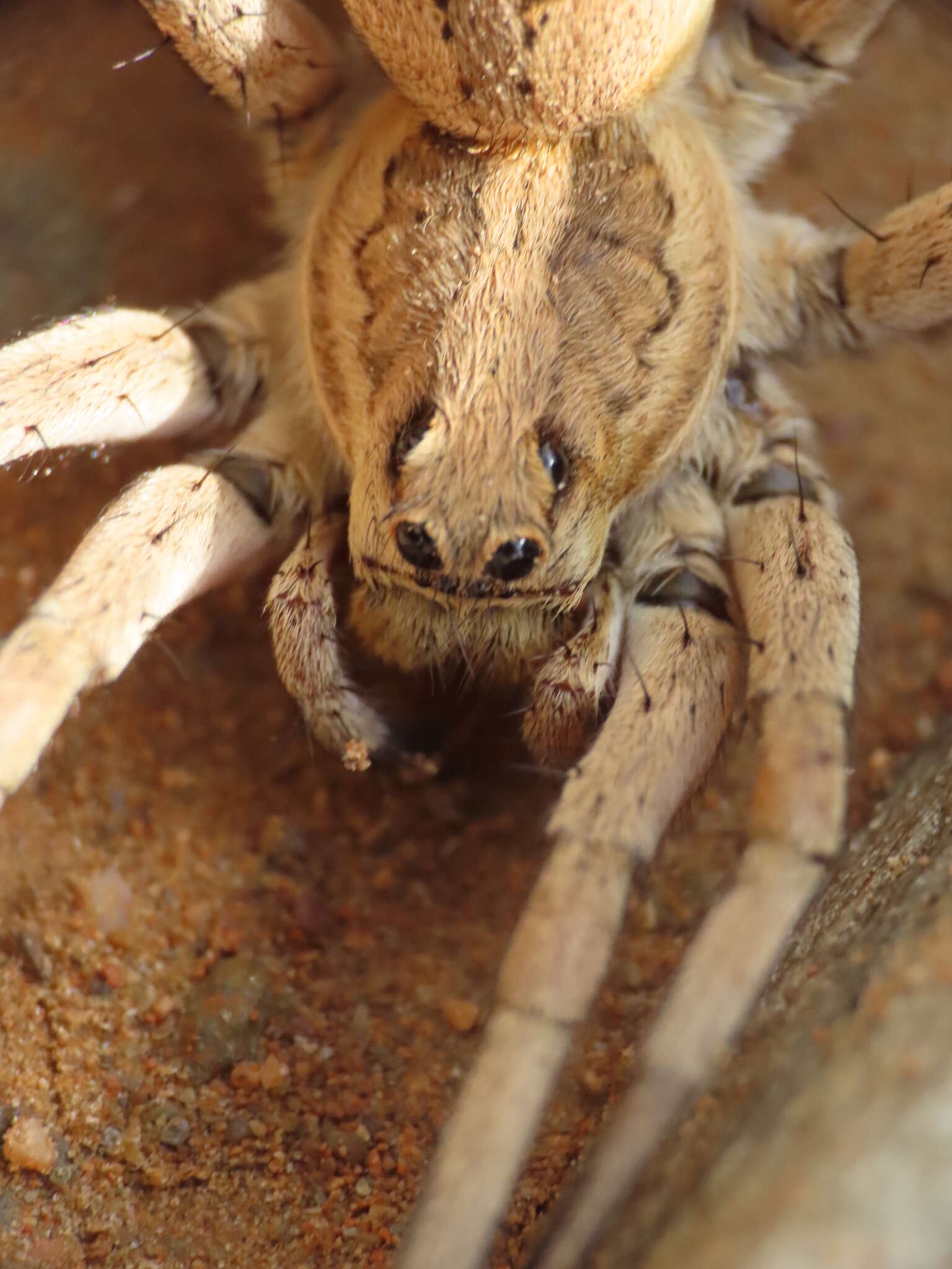 Imagem de Lycosa fasciiventris Dufour 1835