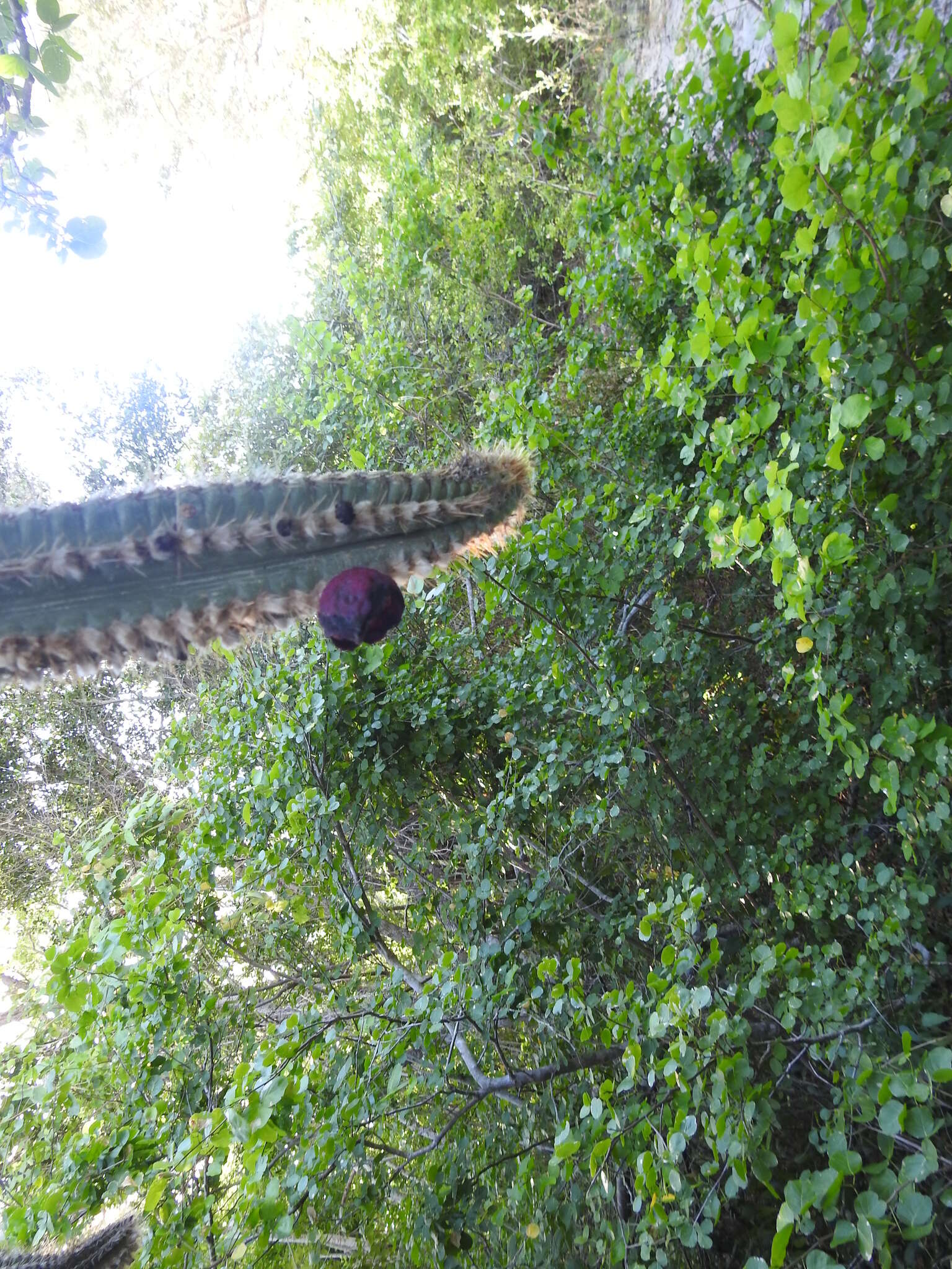 Plancia ëd Pilosocereus polygonus (Lam.) Byles & G. D. Rowley