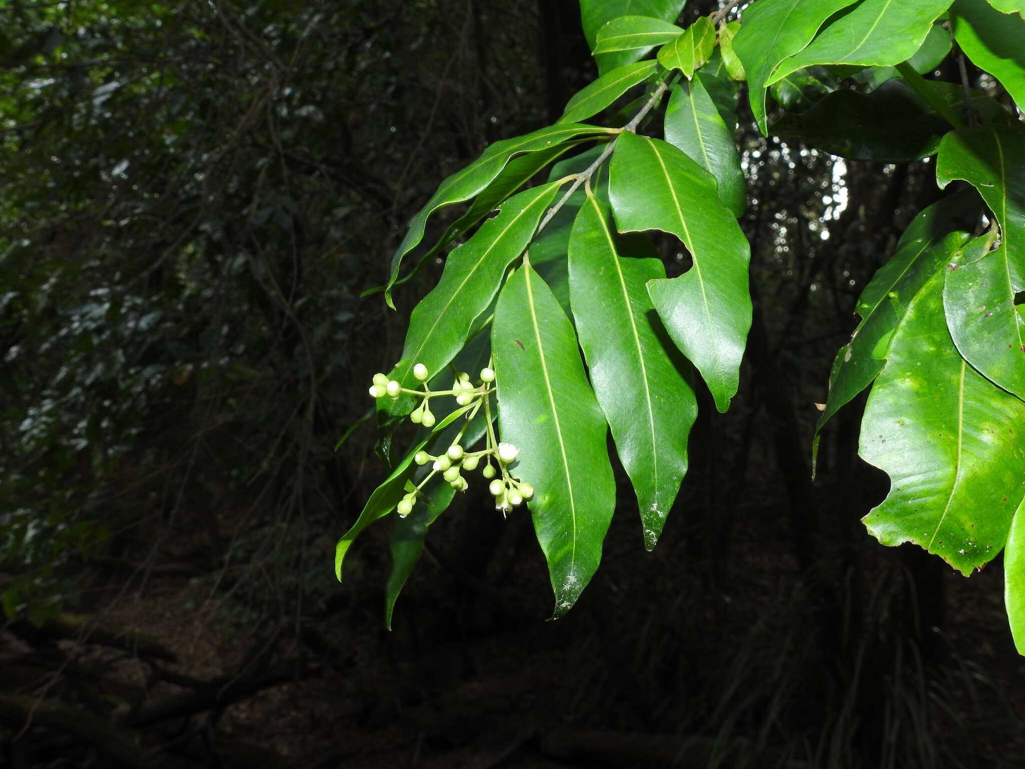 Image of Syzygium floribundum F. Müll.