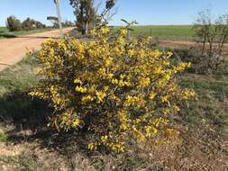 Plancia ëd Acacia notabilis F. Muell.