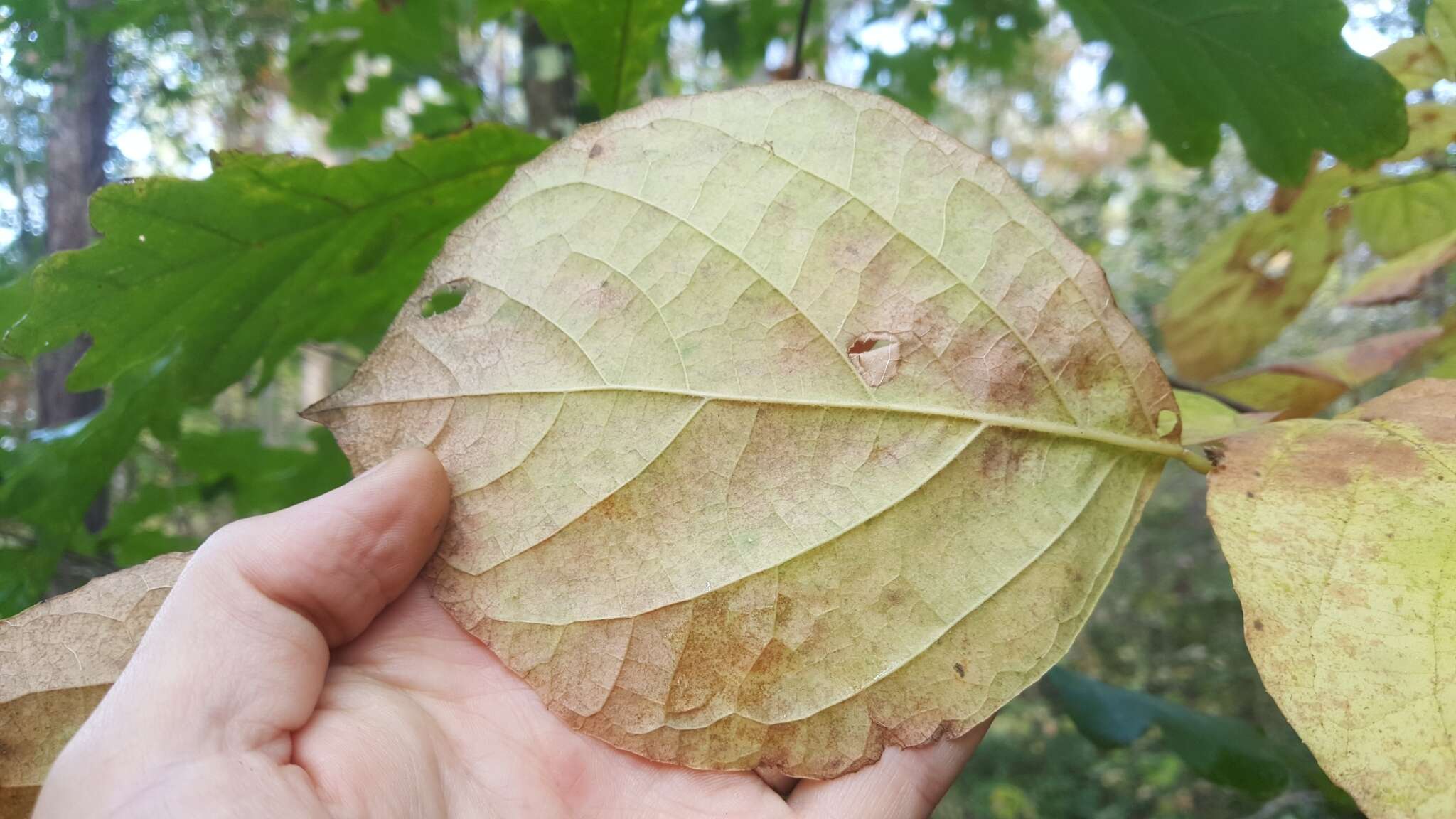 Plancia ëd Styrax grandifolium Ait.