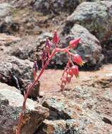 Image of Echeveria hyalina Walther