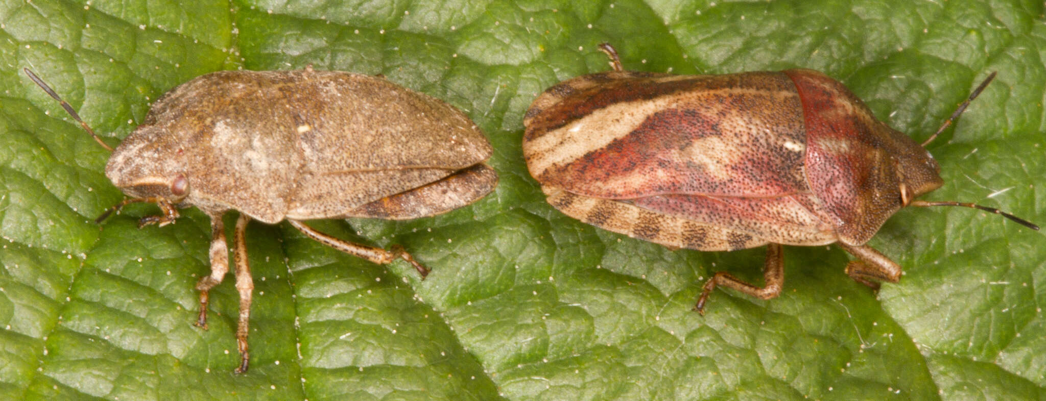 Image of Eurygaster testudinaria (Geoffroy 1785)