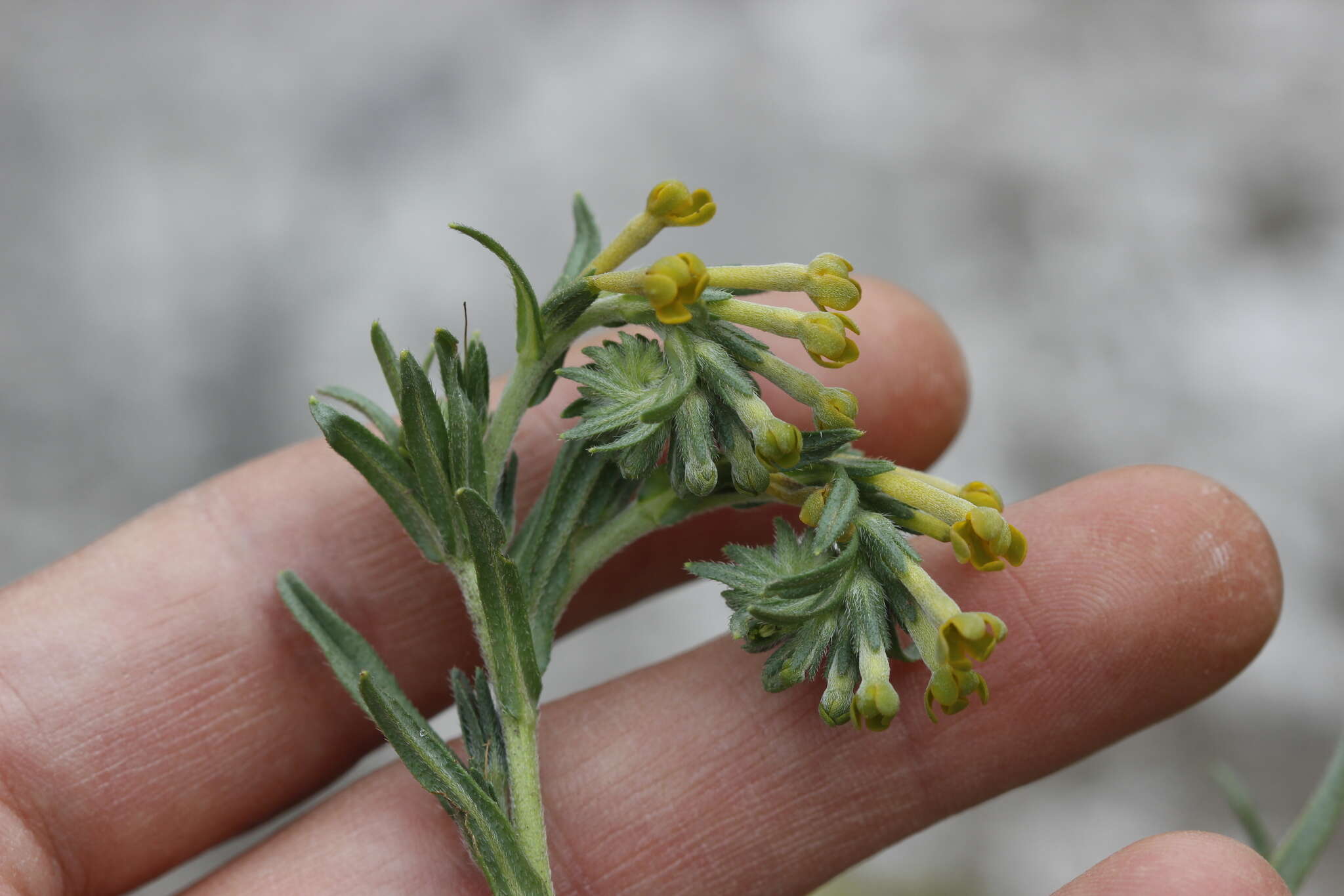 Plancia ëd Lithospermum strictum Lehm.