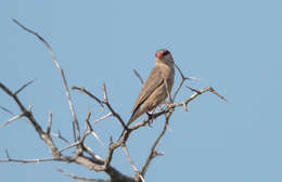 Image of Black-rumped Waxbill