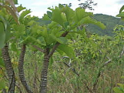 Слика од <i>Salvertia convallariodora</i>