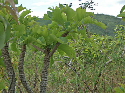 Image of <i>Salvertia convallariodora</i>